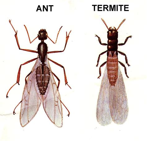 how are ants similar to other insects